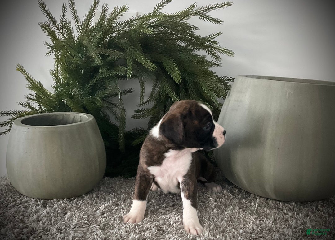 Boxer dogs for sale: Brynn - Ad 6