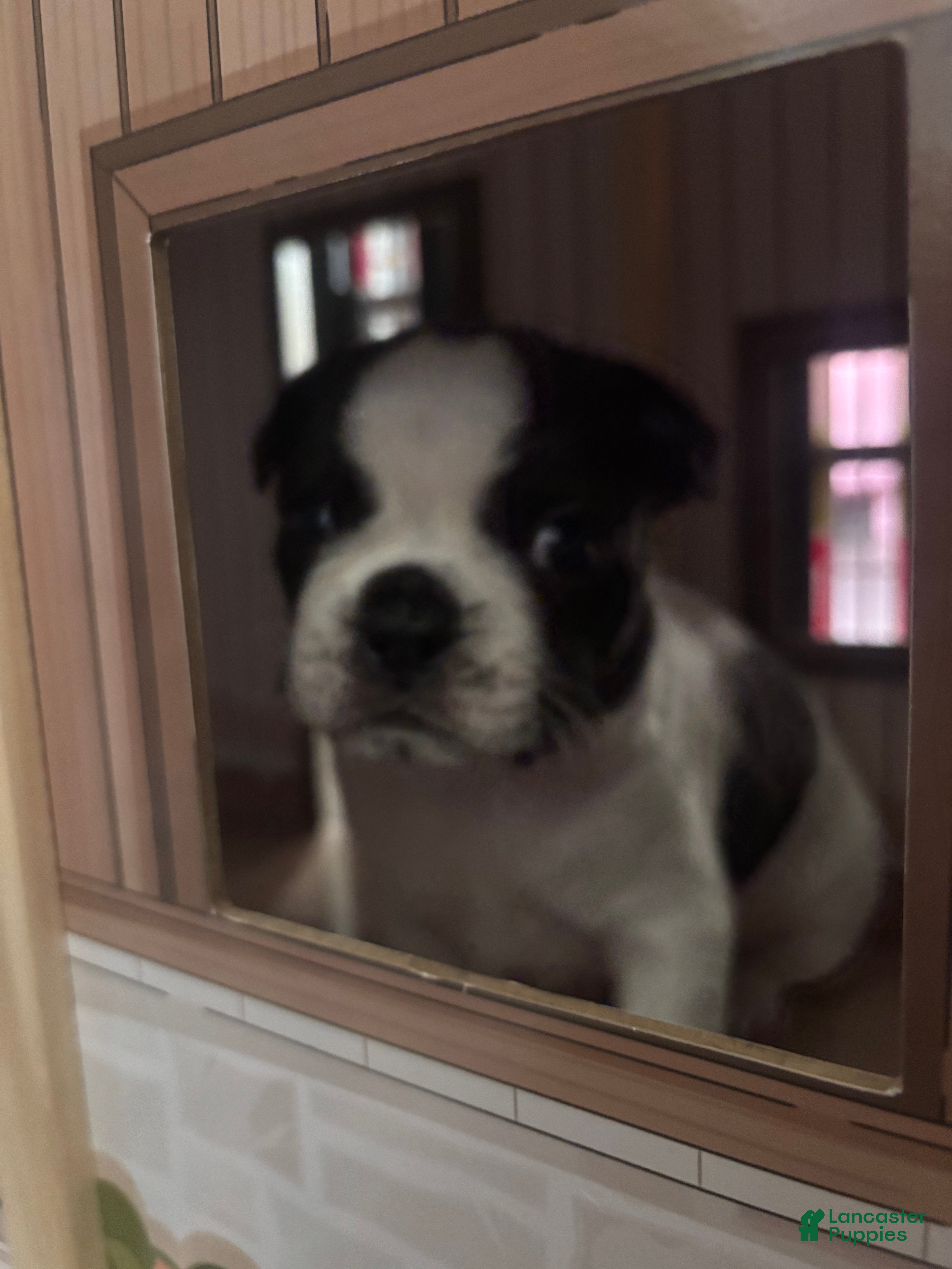 Boston Terrier dogs Boston Terrier Puppy 1 - Ad 1