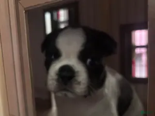 Boston Terrier dogs Boston Terrier Puppy 1 - Ad 20