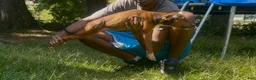 Mixed Breed dogs for sale: AptXamstaff - Ad 9