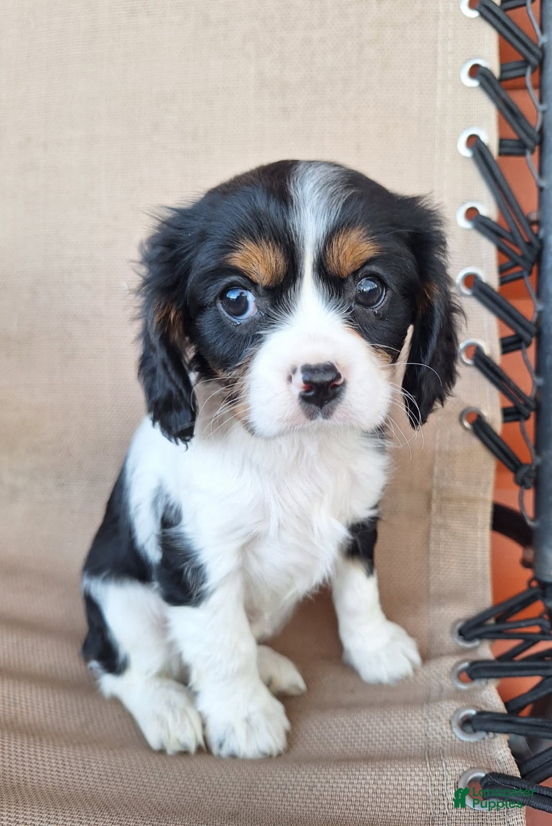 Cavalier King Charles Spaniel dogs for sale: Bella - Ad 2