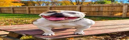 American Bully dogs for sale: 9x Kennels Björn Ironside Aka Cubb  - Ad 30