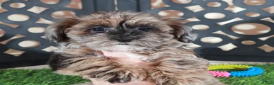 Ember Gorgeous Female Merle Yorkiepoo Puppy