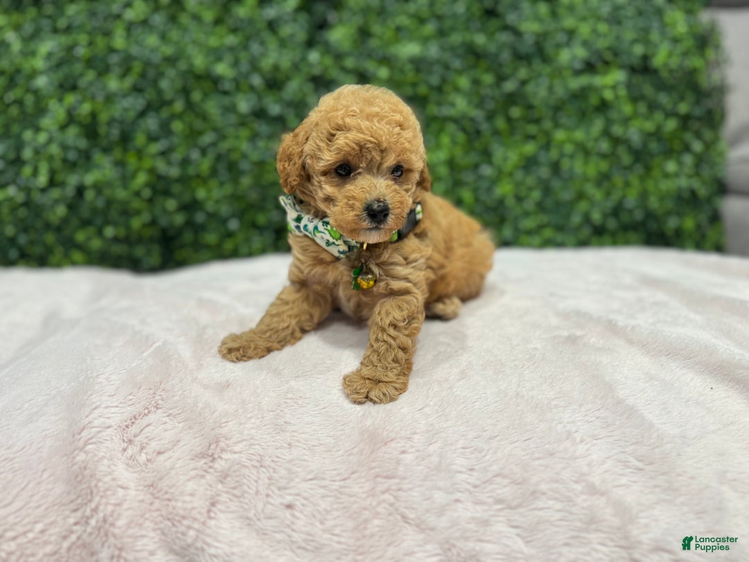 Toy Poodle dogs for sale: Max - Ad 6
