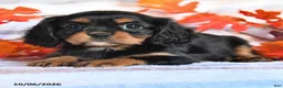 Cavalier King Charles Spaniel dogs for sale: Lacy - Ad 2