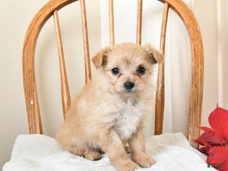 Pomapoo dogs Star - Ad 19