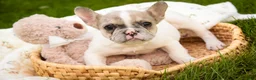 French Bulldog dogs for sale: Juliet - Ad 2