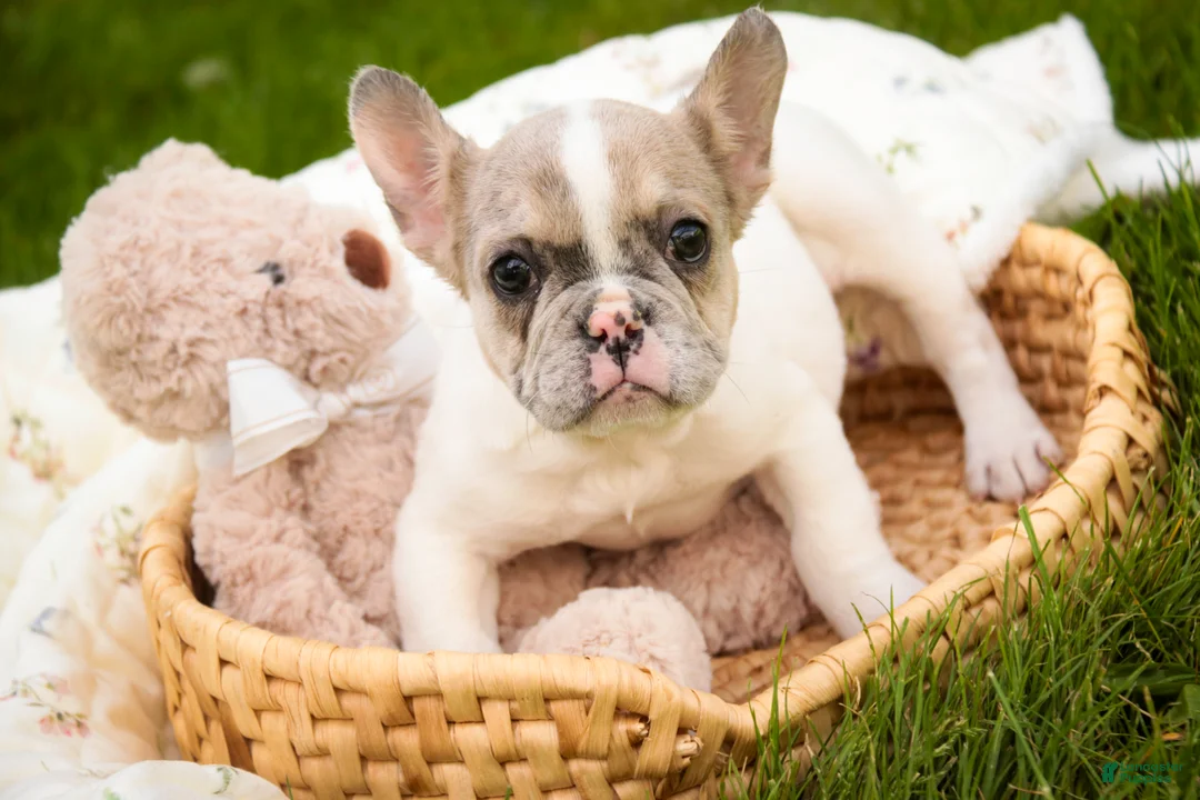 French Bulldog dogs for sale: Juliet - Ad 2