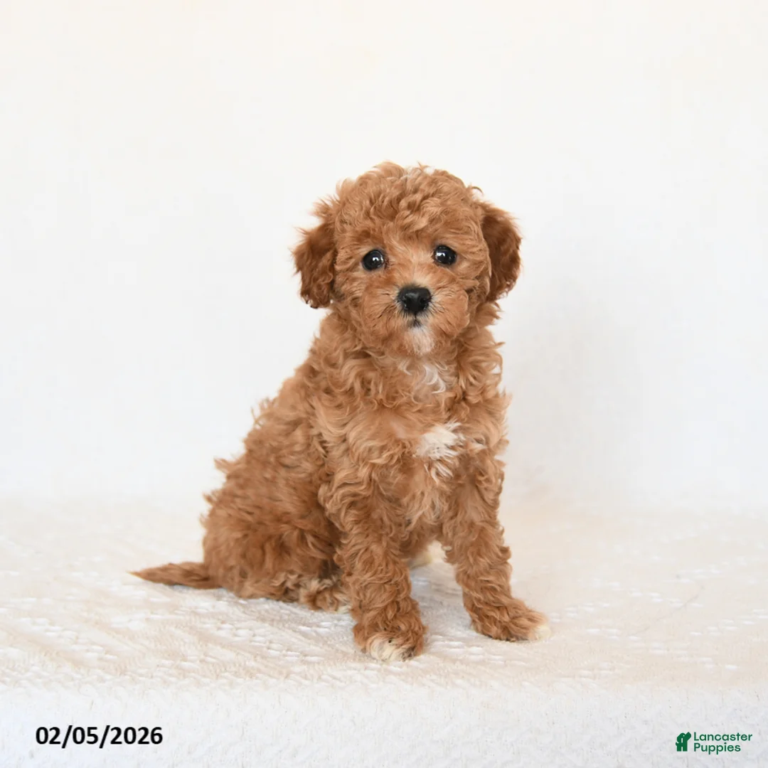 Miniature Poodle dogs for sale: Honey - Ad 3