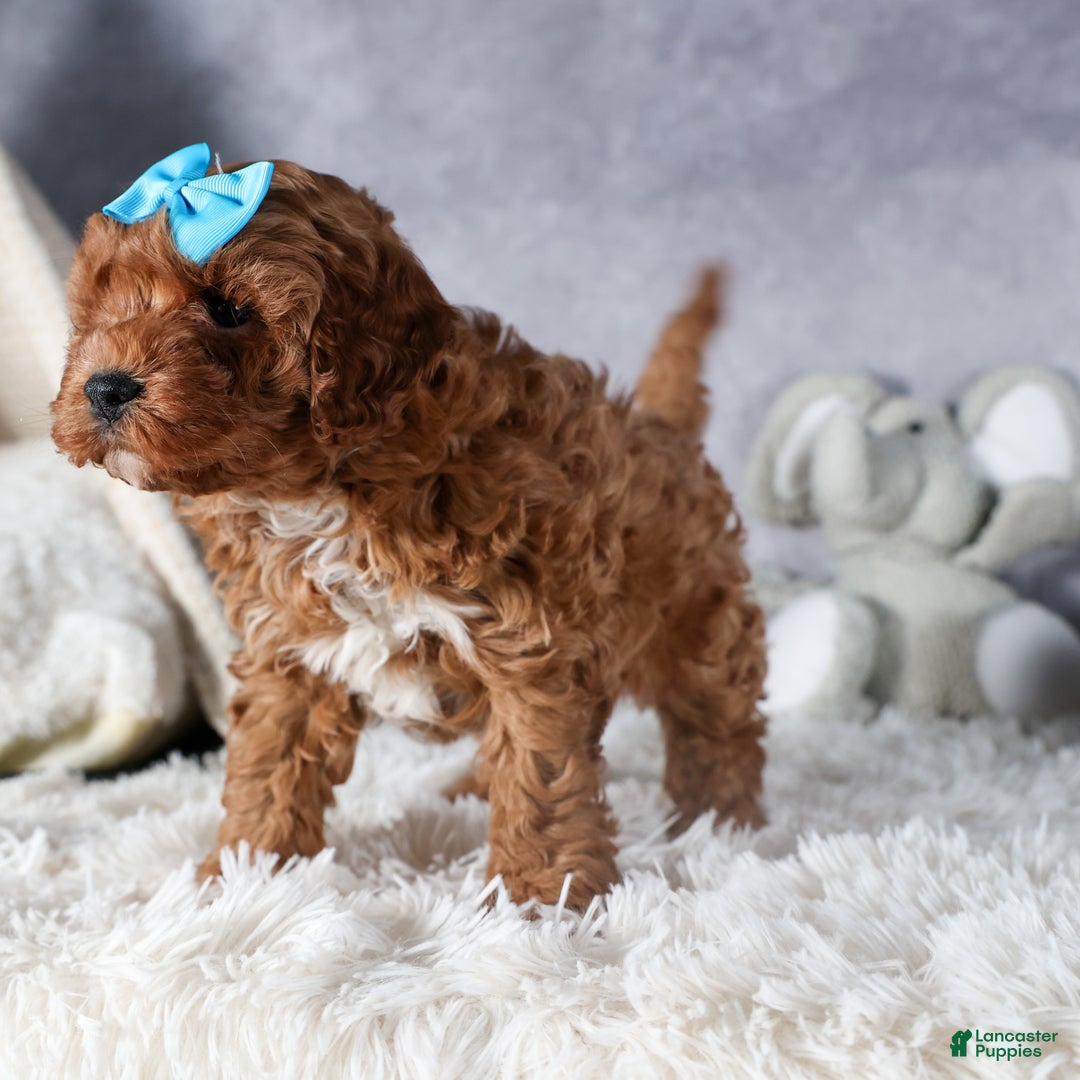 Cavapoo dogs for sale: OLLIE - Ad 1