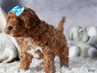 Cavapoo dogs OLLIE - Ad 13