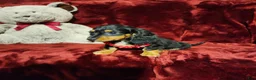 Miniature Dachshund dogs for sale: EMBERLY - Ad 3