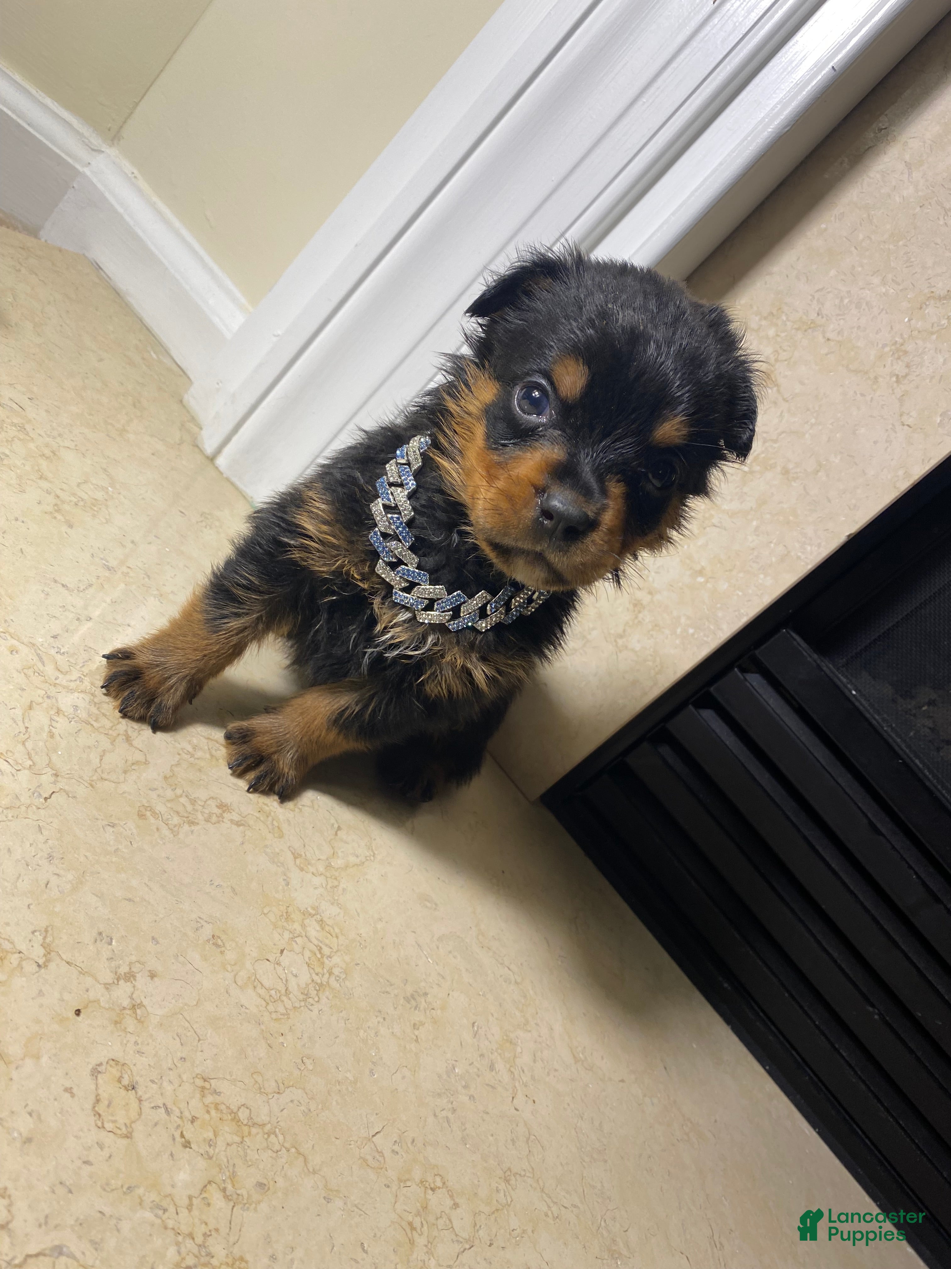 Rottweiler dogs Rottweiler 1 - Ad 1