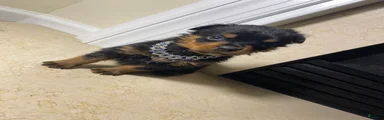 Rottweiler 1