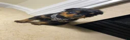 Rottweiler dogs for sale: Rottweiler 1 - Ad 1