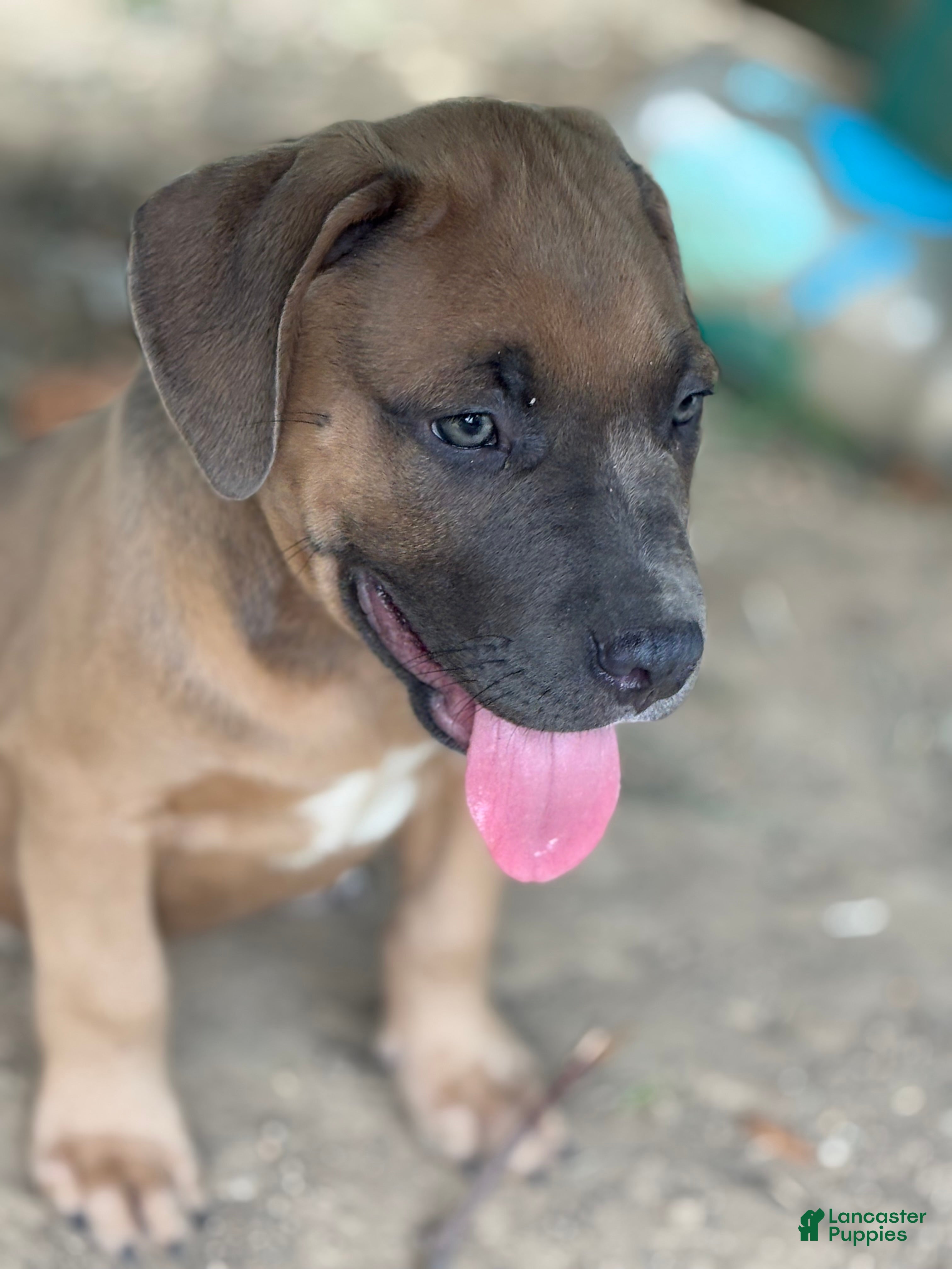 American Bully dogs Little Fellah - Ad 1