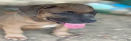 American Bully dogs for sale: Little Fellah - Ad 1