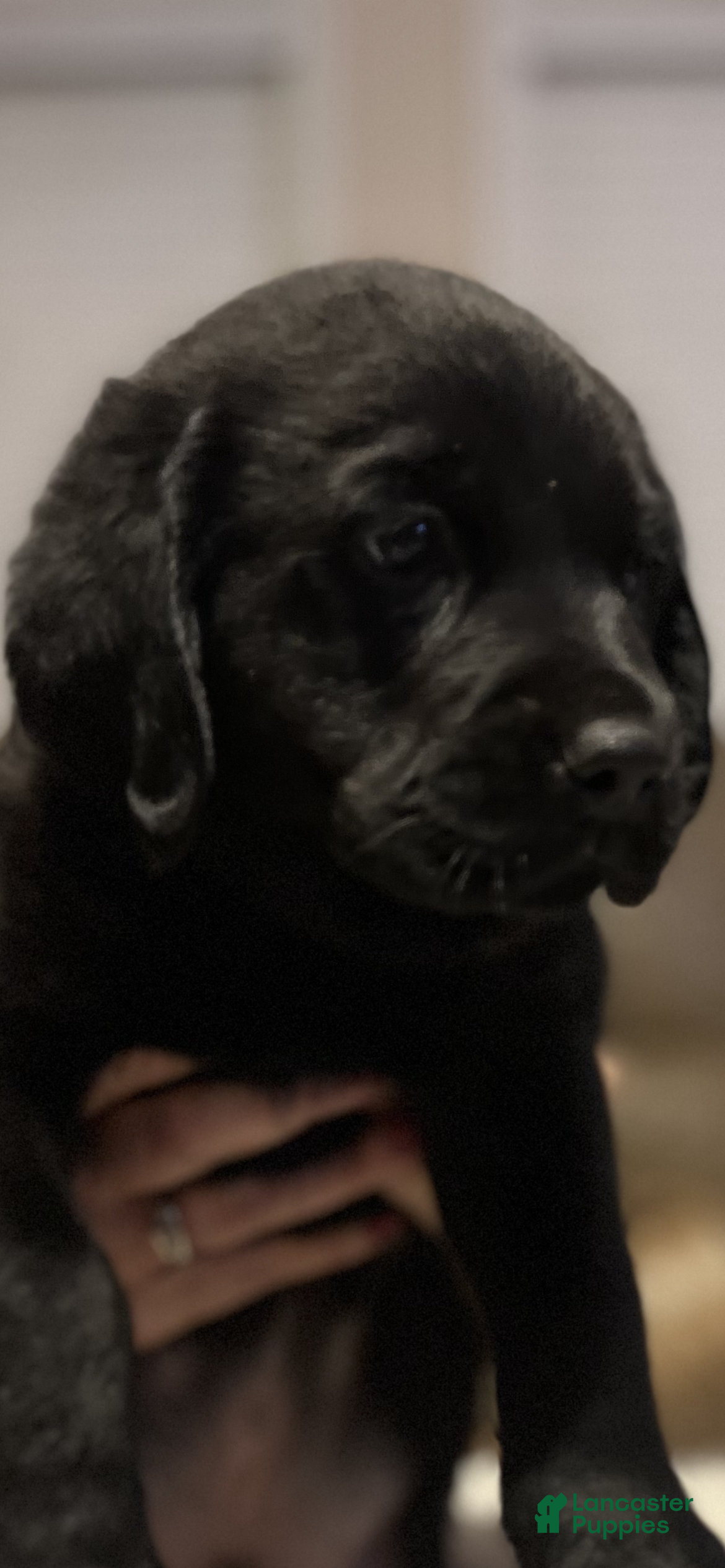 Goldador dogs Goldador Puppy 5 Green - Ad 15