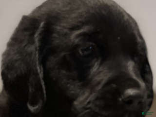 Goldador dogs Goldador Puppy 5 Green - Ad 15