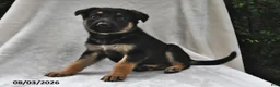 German Shepherd dogs for sale: Hazel - Ad 2