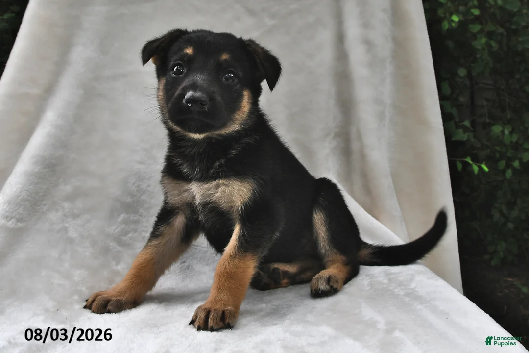 German Shepherd dogs for sale: Hazel - Ad 2