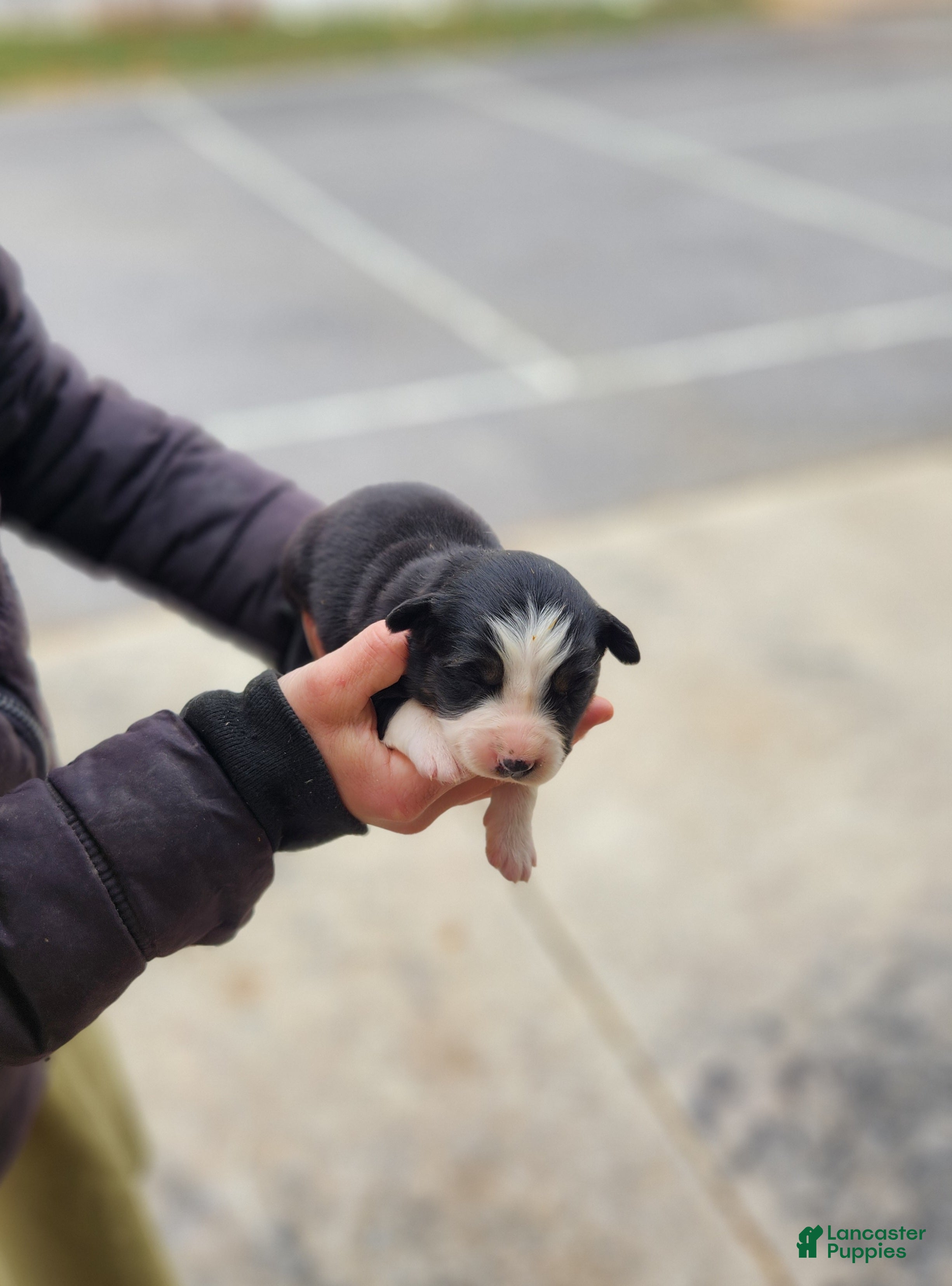 Australian Shepherd dogs Pansy - Ad 14