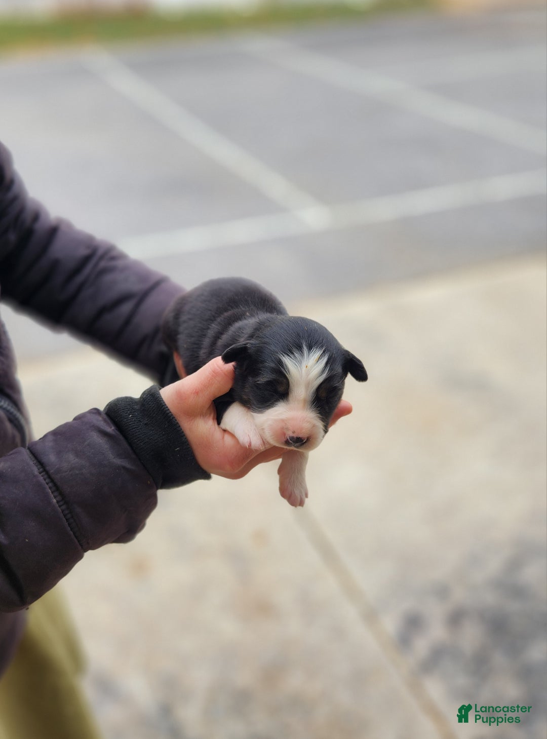 Australian Shepherd dogs for sale: Pansy - Ad 1