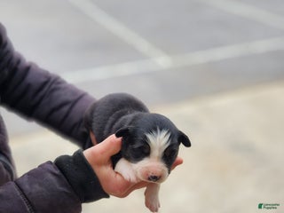 Australian Shepherd dogs Pansy - Ad 14