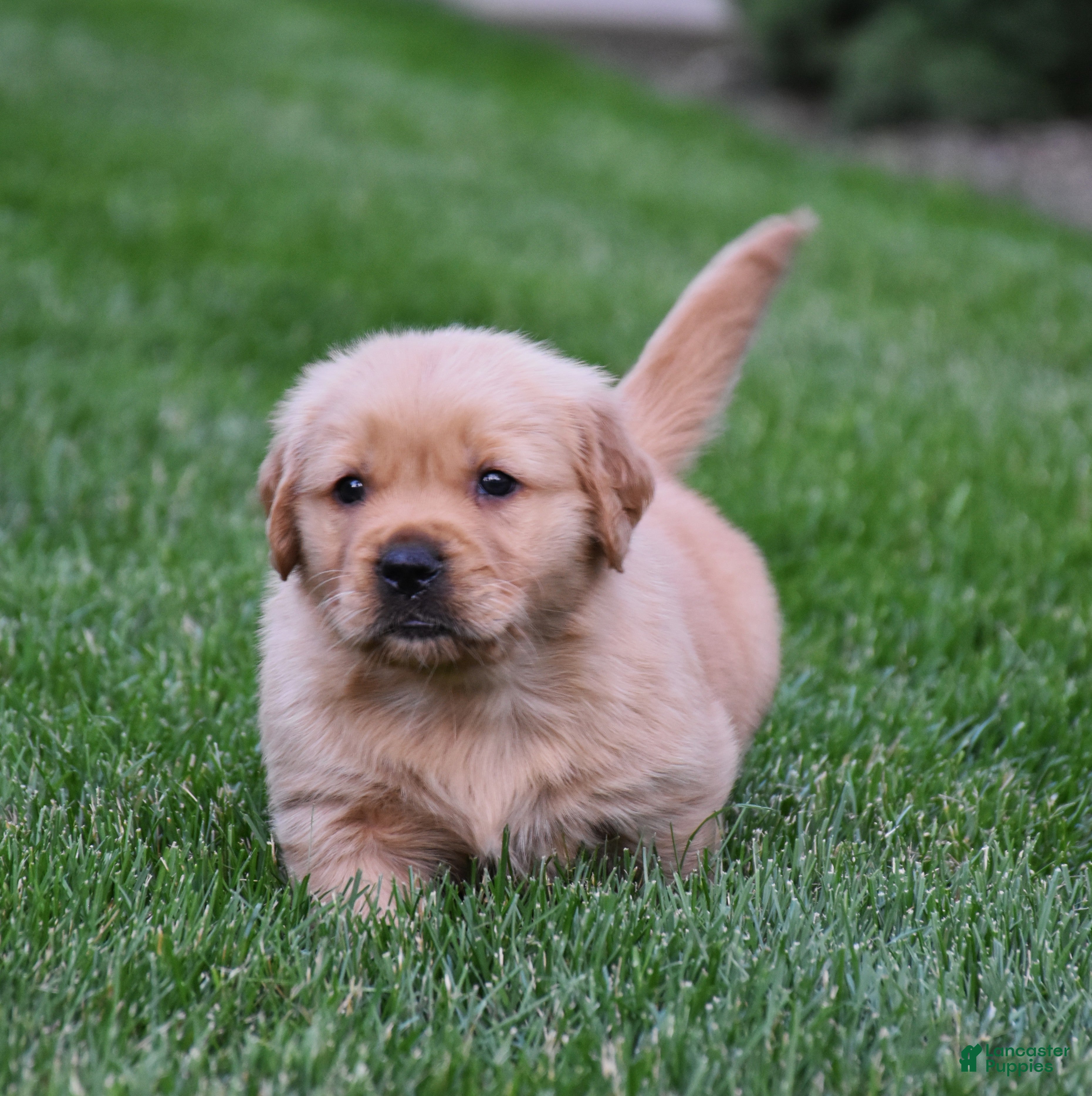 Golden Retriever dogs Atlas - Ad 1
