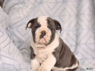 Olde English Bulldogge dogs Rocky - Ad 32