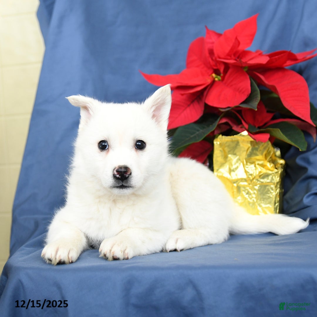 Mixed Breed dogs for sale: Cotton - Ad 5