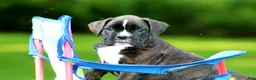 Boxer dogs for sale: Honey  - Ad 5