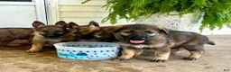 German Shepherd dogs for sale: Luna❤️AKC Sable Working Lines🐾Text 717-529-2347 - Ad 2