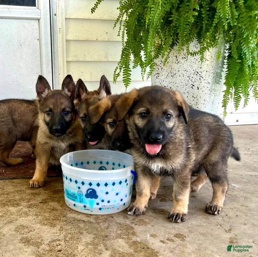 German Shepherd dogs for sale: Luna❤️AKC Sable Working Lines🐾Text 717-529-2347 - Ad 2
