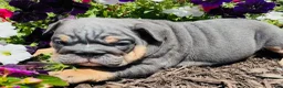 English Bulldog dogs for sale: Cecilia - Ad 8