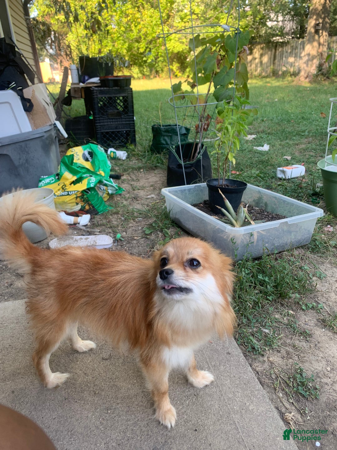 Pomeranian dogs for sale: Jerome - Ad 2