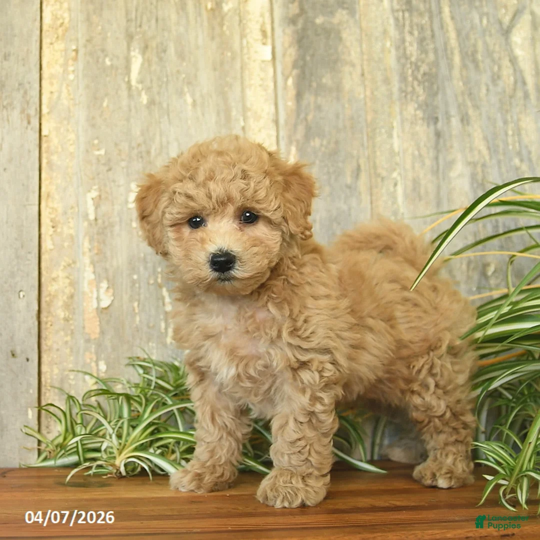 Maltipoo dogs for sale: Cinnamon   - Ad 2