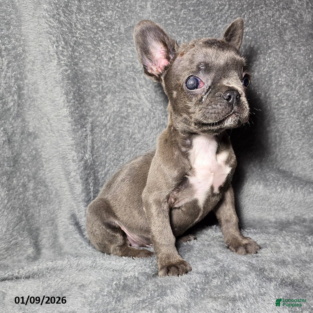 Frenchton dogs for sale: Chase Special Needs - Ad 4