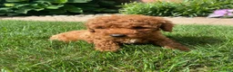 Miniature Poodle dogs for sale: Tom - Ad 5