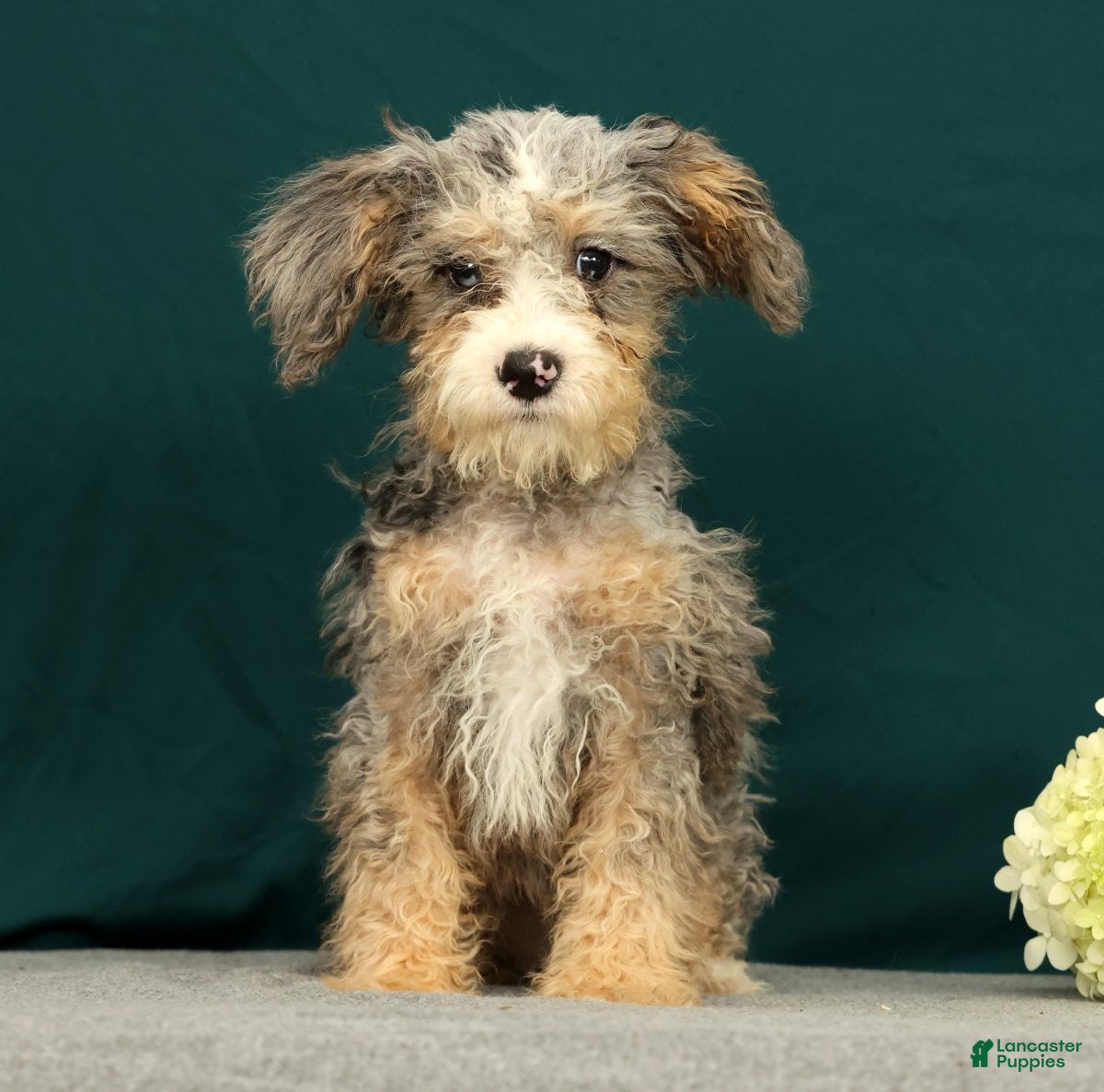 Mini Bernedoodle dogs Polly - Ad 2