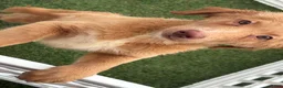 Goldendoodle dogs for sale: Fuchsia  - Ad 5