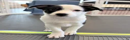 Australian Shepherd dogs for sale: Lola - Ad 8
