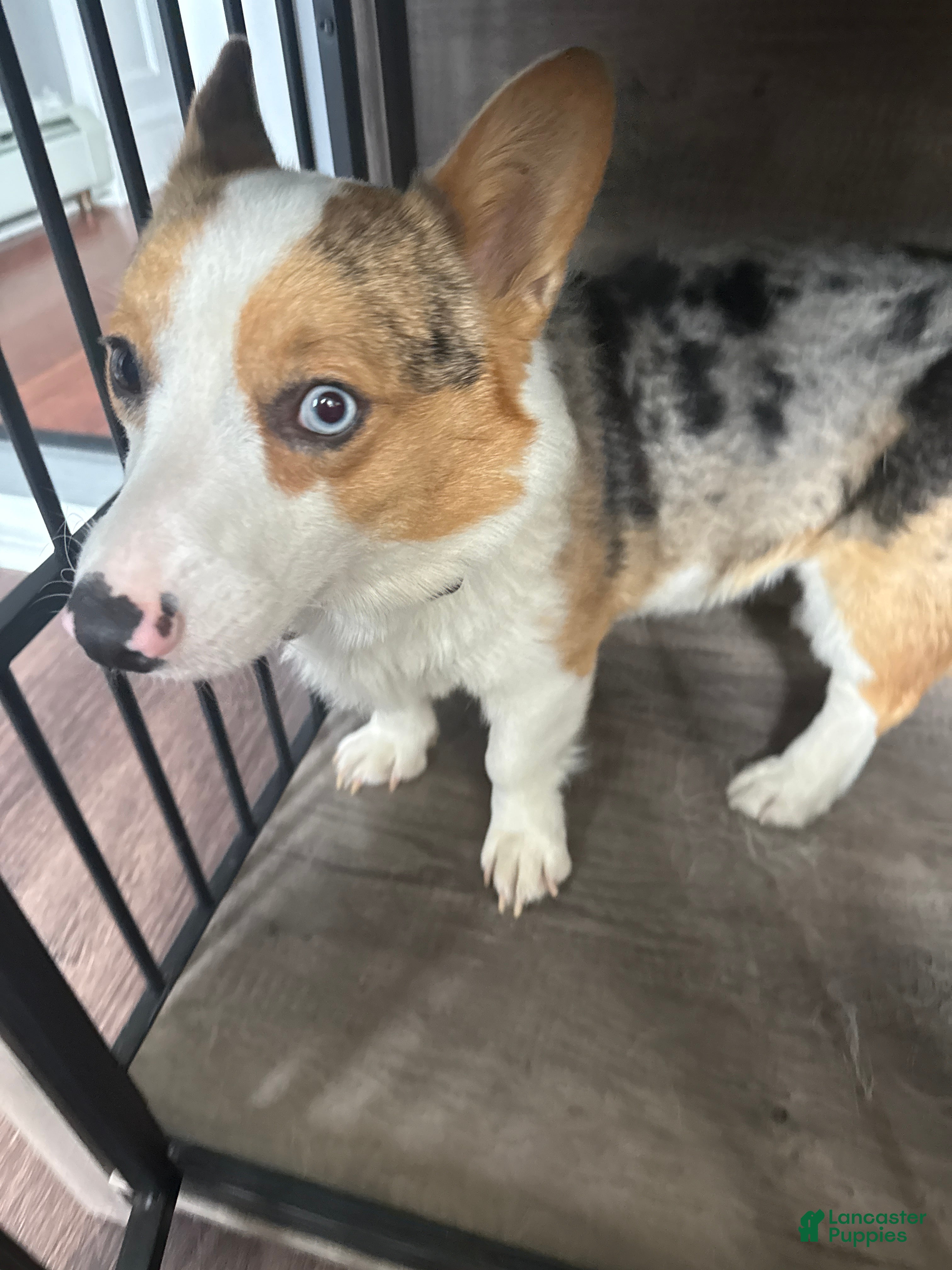 Welsh Corgi Cardigan dogs Goofy  - Ad 1
