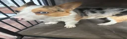 Welsh Corgi Cardigan dogs for sale: Goofy  - Ad 1