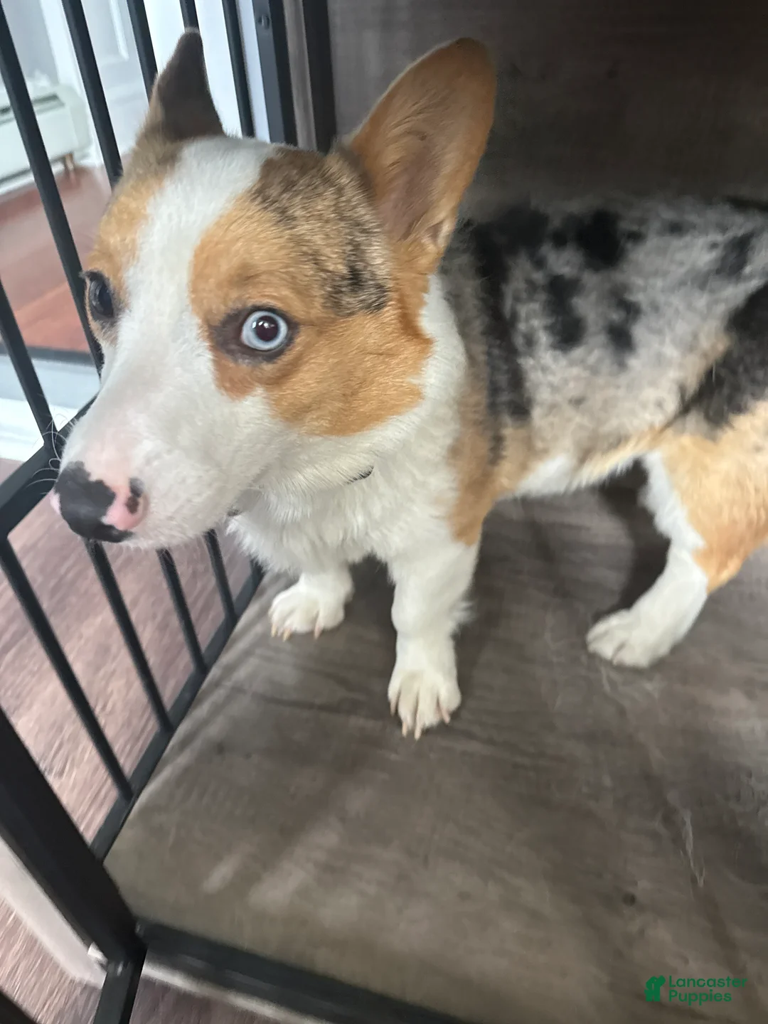 Welsh Corgi Cardigan dogs for sale: Goofy  - Ad 1