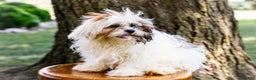 Shih Tzu dogs for sale: Jude - Ad 24