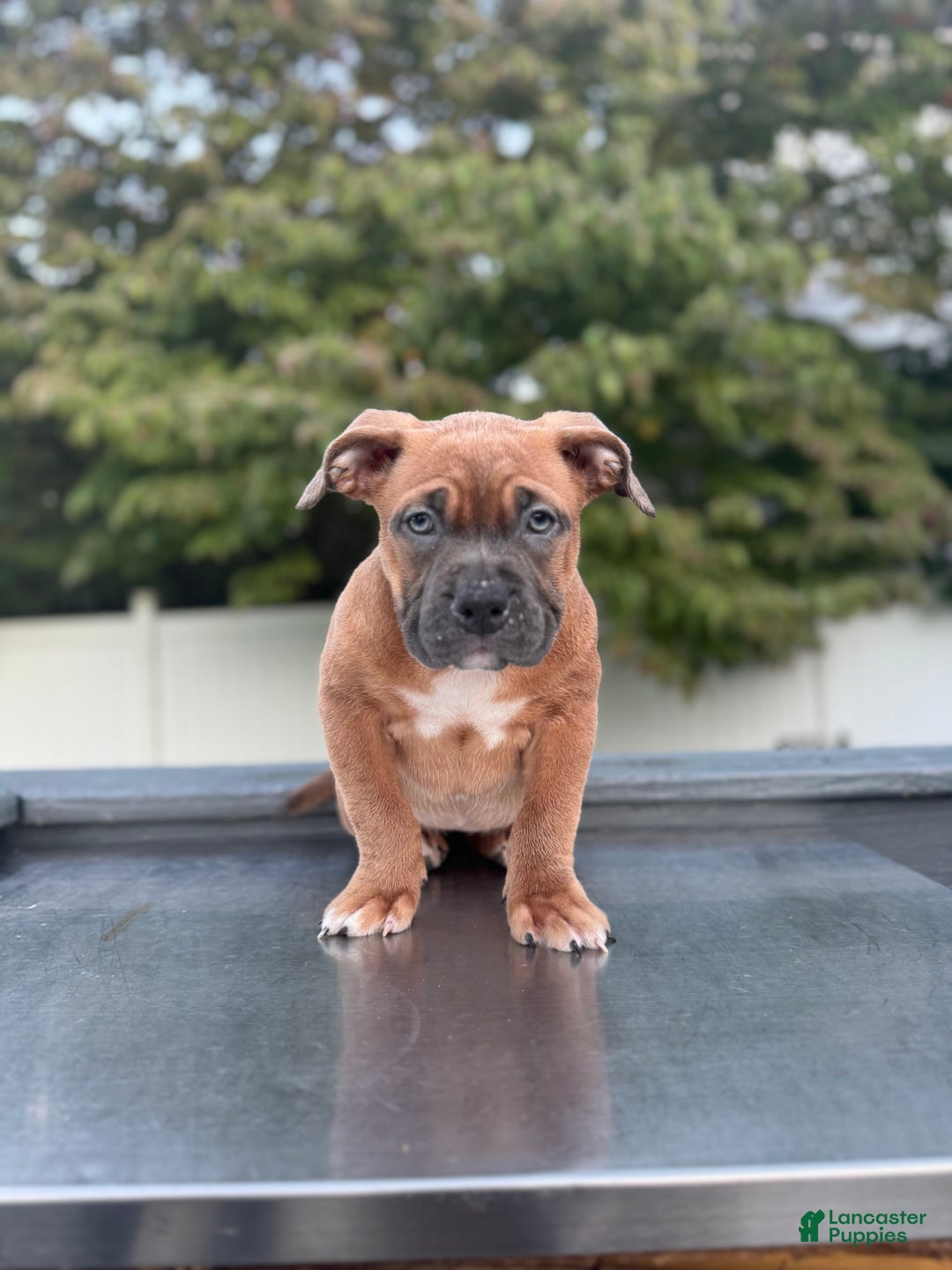American Bully dogs for sale: Blue Fawn - Ad 1