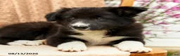 Border Collie dogs for sale: Handsome - Ad 4