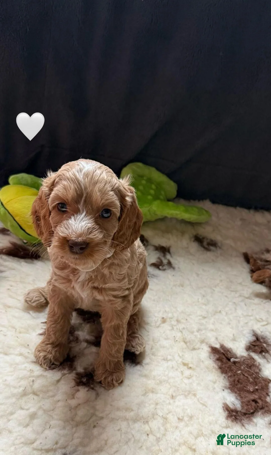 Cavapoo dogs for sale: Britney  - Ad 23
