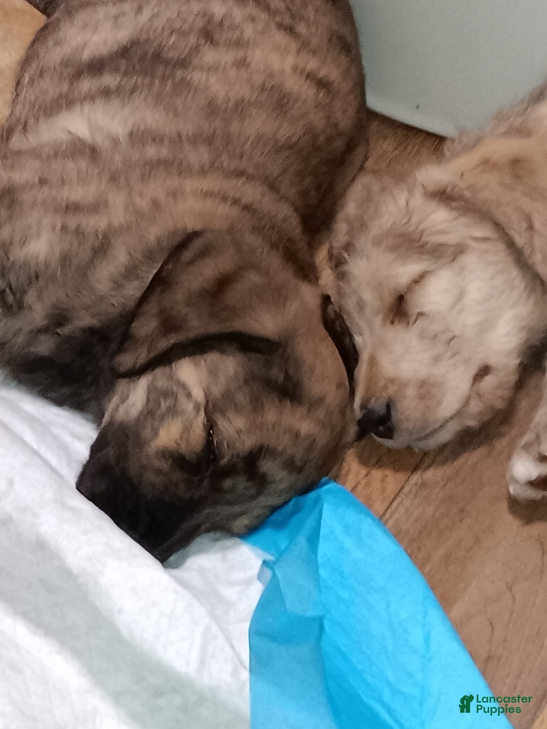 Labradoodle dogs for sale: Creamy mae - Ad 13